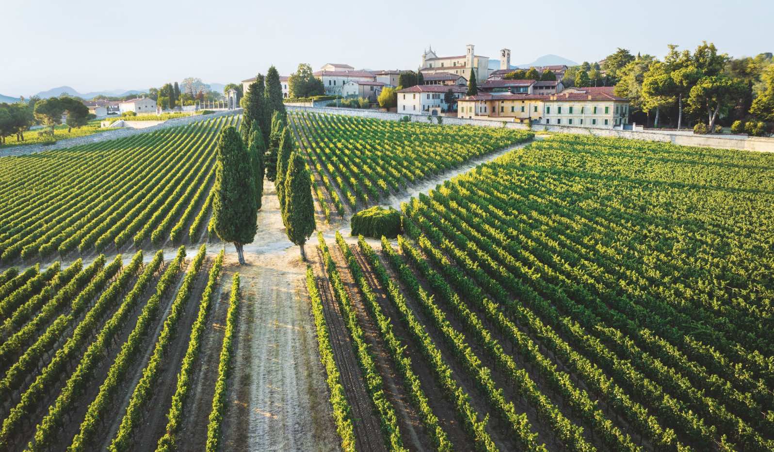 Bellavista Wein bei Magnum home & wine